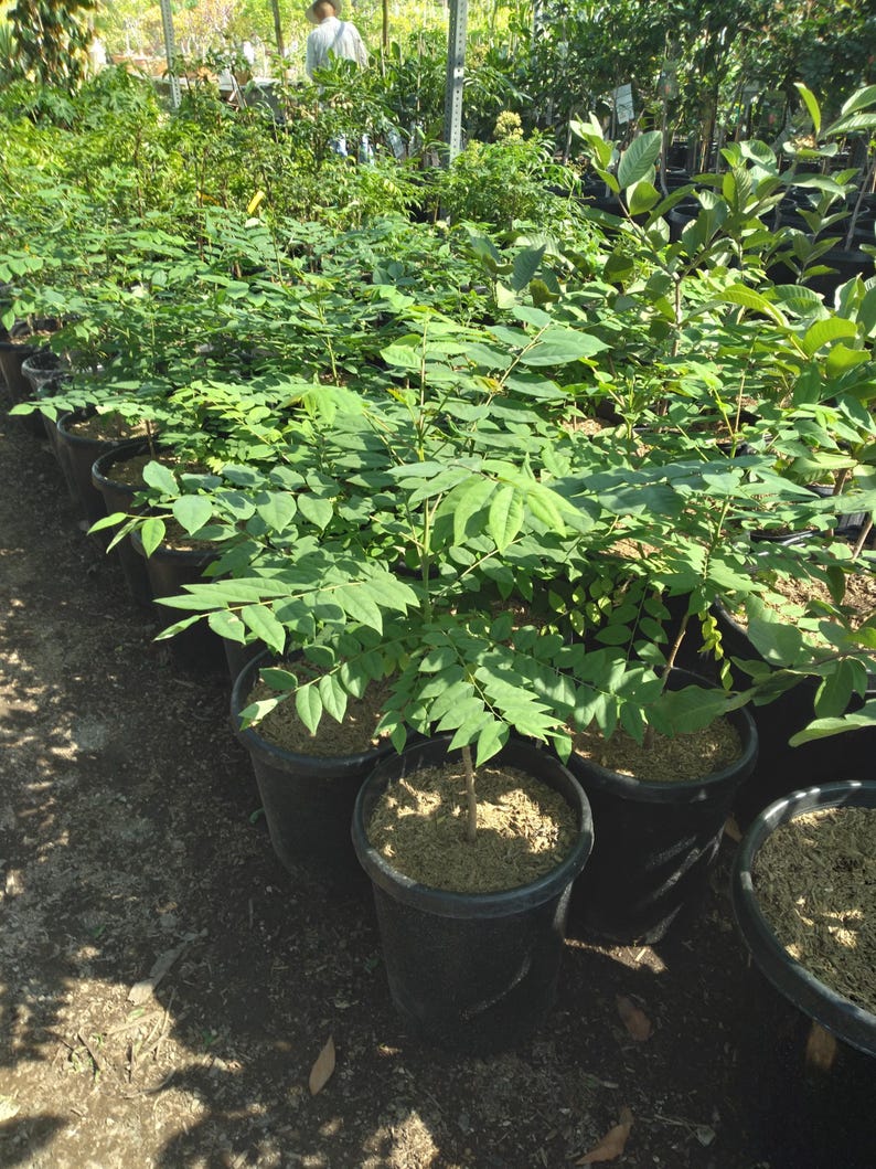 Tropical Gooseberry Plant - 3 Gallon Pot - Chùm Ru?t - Amla Berry (Emblica Officinalis) - Bigger Trunk - Indian Gooseberry