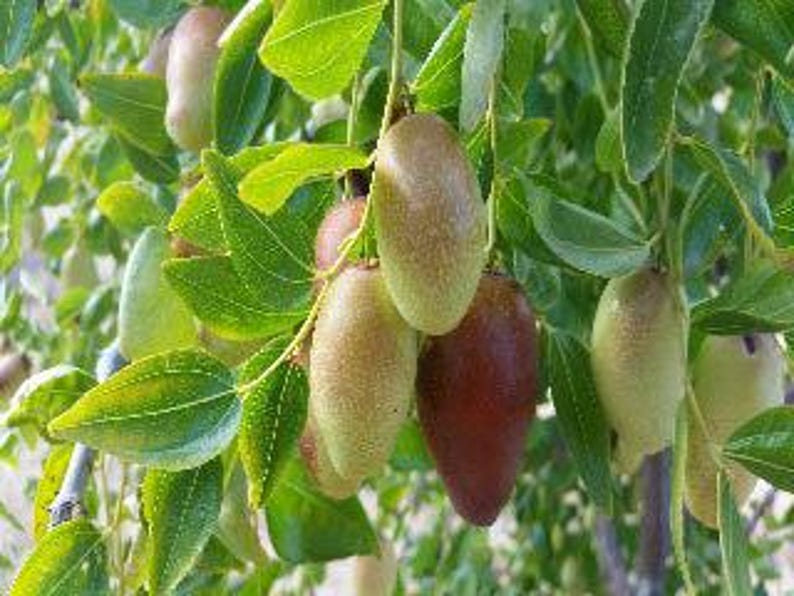 Jujube Tree GA866 - 3 Gal Pot - Grafted - Sweet Apple Flavor - Ziziphus jujuba
