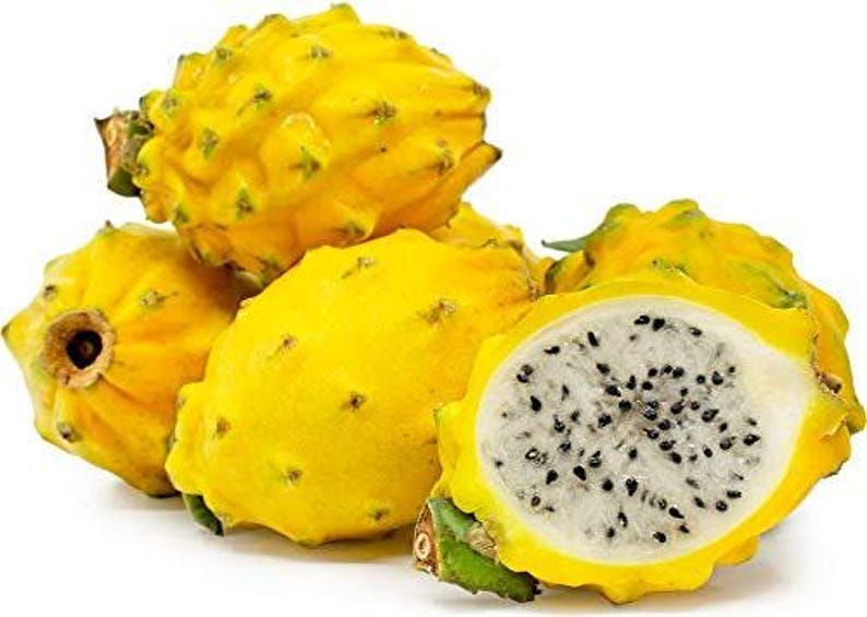 Yellow Dragon Fruit Plant - 1ft Tall - Ships in 6" Pot - Hylocereus megalanthus