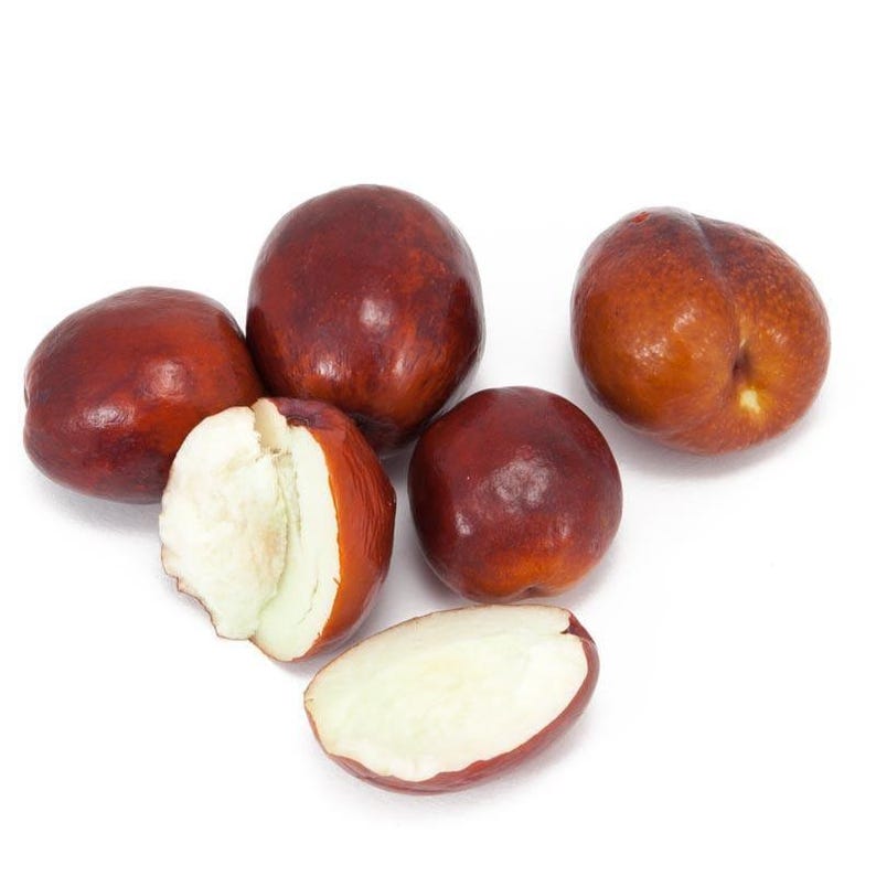 Li Jujube Tree - 3 Feet Tall Grafted in 3 Gal Pot - Large Fruit Variety (Ziziphus jujuba) - Hardy in Zones 5-10