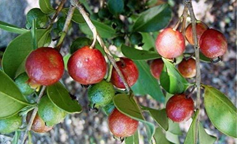 Strawberry Guava Plant - 2 Feet Tall in 6" Pot - Psidium cattleianum - Live Plant with Healthy Roots