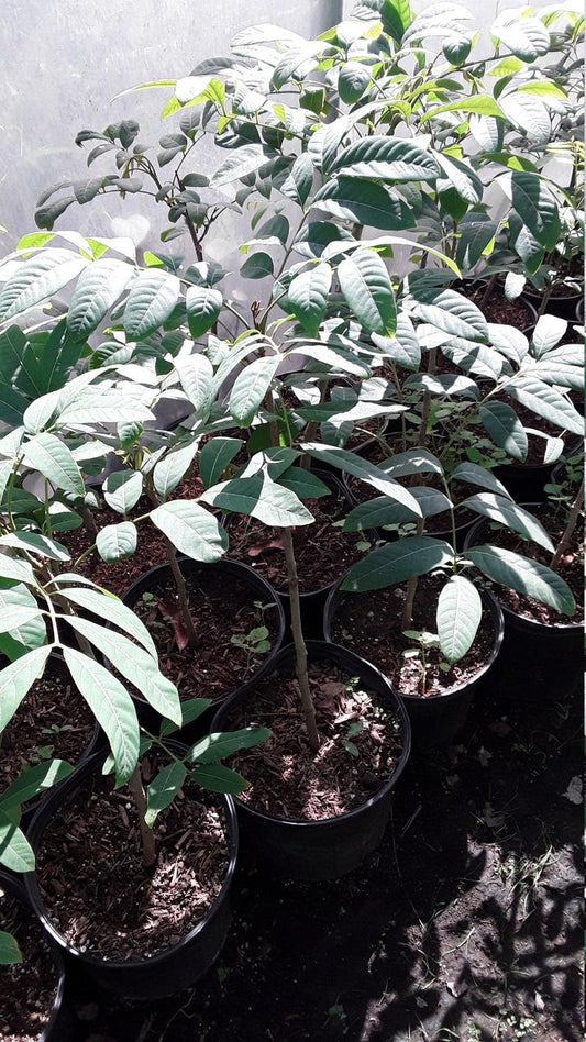 Longan Live Plant - 1 to 2 Feet Tall - Air Layered Tree - Dimocarpus longan - Ships in 1 Gallon Pot