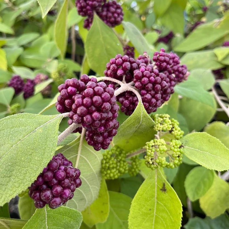 Mexican Beautyberry Live Plant 4" Pot, Black Beautyberry (Callicarpa acuminata) - Ideal for Zones 8-10, Full Sun to Part Shade