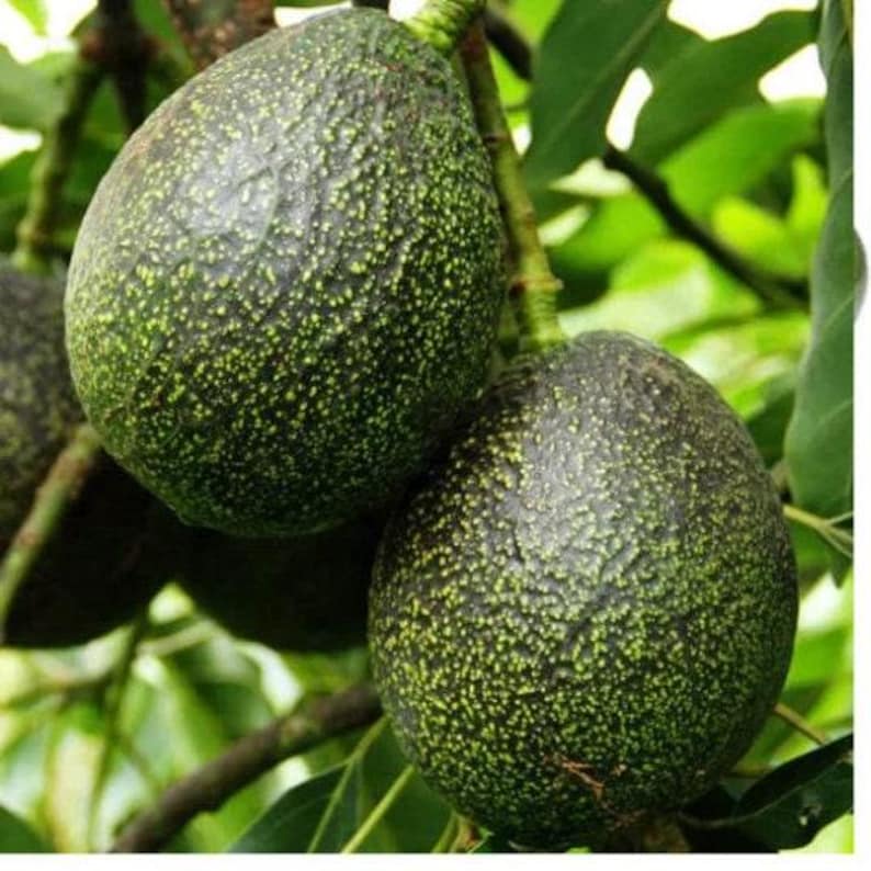 Grafted Gem Avocado Tree - 2 Feet Tall - 6" Pot - Persea americana