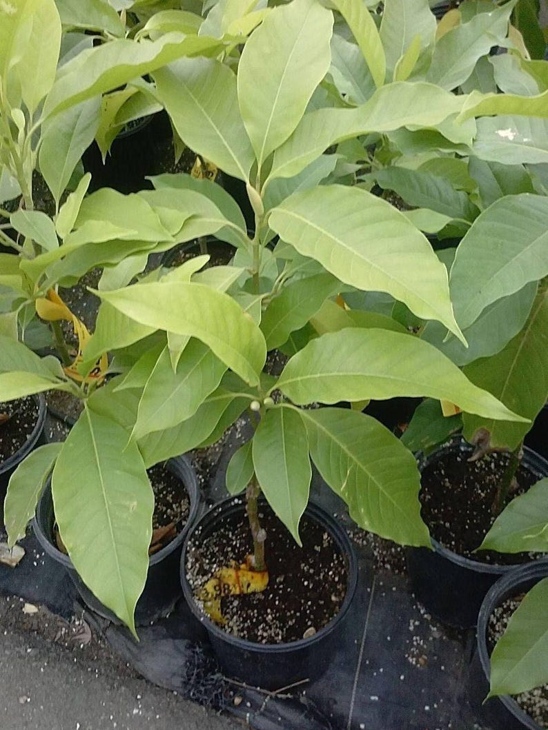 White Champaca Tree - 2 ft Grafted Air Layered - Michelia alba - Ships in 3 Gal Pot - Fragrant White Flowers