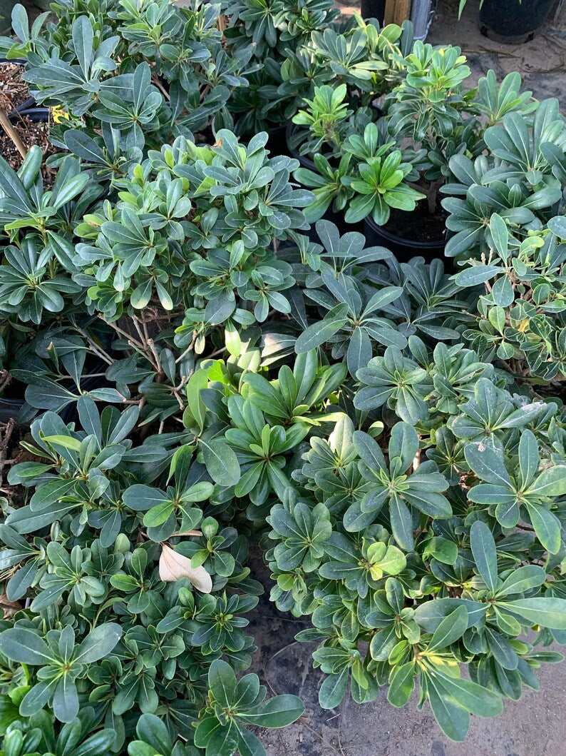 Tobira Green Live Plant in 6" Pot - Pittosporum tobira - 6-8” Tall Indoor/Outdoor Shrub