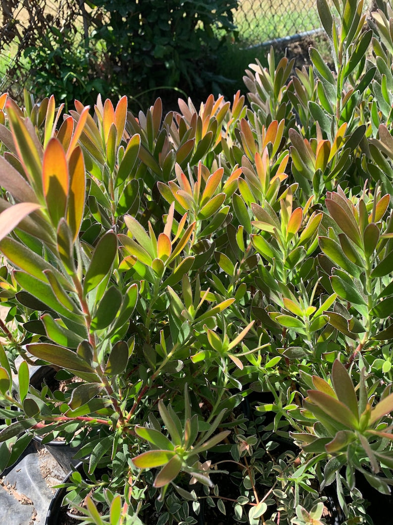 Leucadendron Safari Sunset Live Plant in 1 Gallon Pot - Red Floral Bracts, Evergreen Shrub, Sun to Part Shade