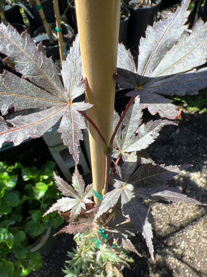 Tronpenburg Japanese Maple Live Plant 6" Pot - Acer palmatum 'Tronpenburg' - Slender Curved Dragon's Paw Leaves