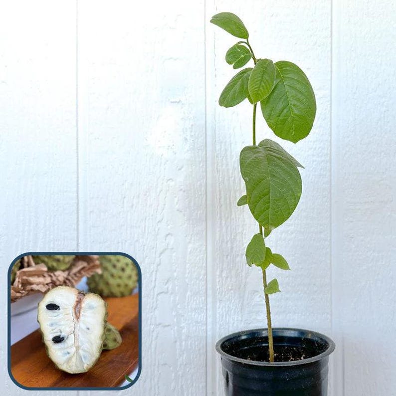 Booth Cherimoya Seedling - 1 Plant - Atemoya Rootstock - Cherimoya Seedling - Ideal for Home Garden - Easy to Grow