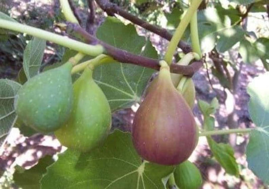 Flanders Fig Live Plant 6” Pot - 2ft Tall - Ficus carica - Violet Striped Fruits, Amber Flesh, Warm Climate Hardy Zones 7-10
