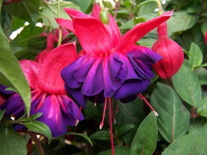 Fuchsia Plant 6" Pot Voodoo Variety with Large Double Purple Flowers - Fuchsia magellanica