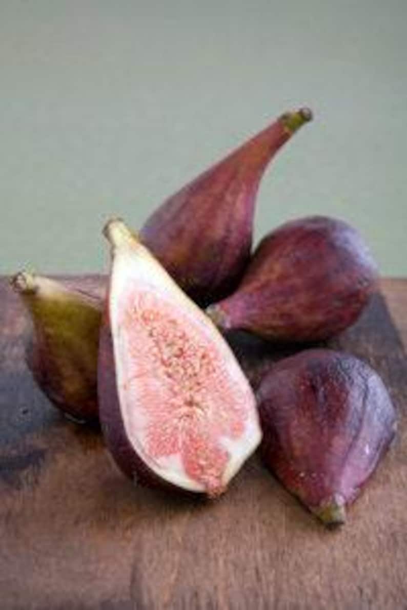 Fig Plant 2ft Celestial Variety in 6” Pot - Ficus carica 'Celeste' - Sweet Fruit, Cold Hardy, Pest Resistant