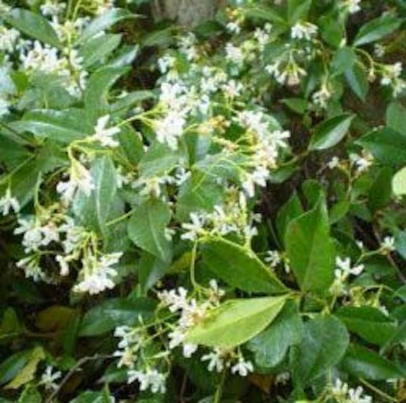 Star Jasmine Plant in 6" Pot - Trachelospermum jasminoides - 2 Feet Tall - Fragrant Climbing Vine for Gardens and Trellises