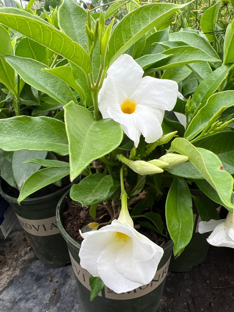 White Mandevilla Live Plant in 1 Gal Pot - Tropical Climbing Vine for Partial to Full Sun - Mandevilla sanderi