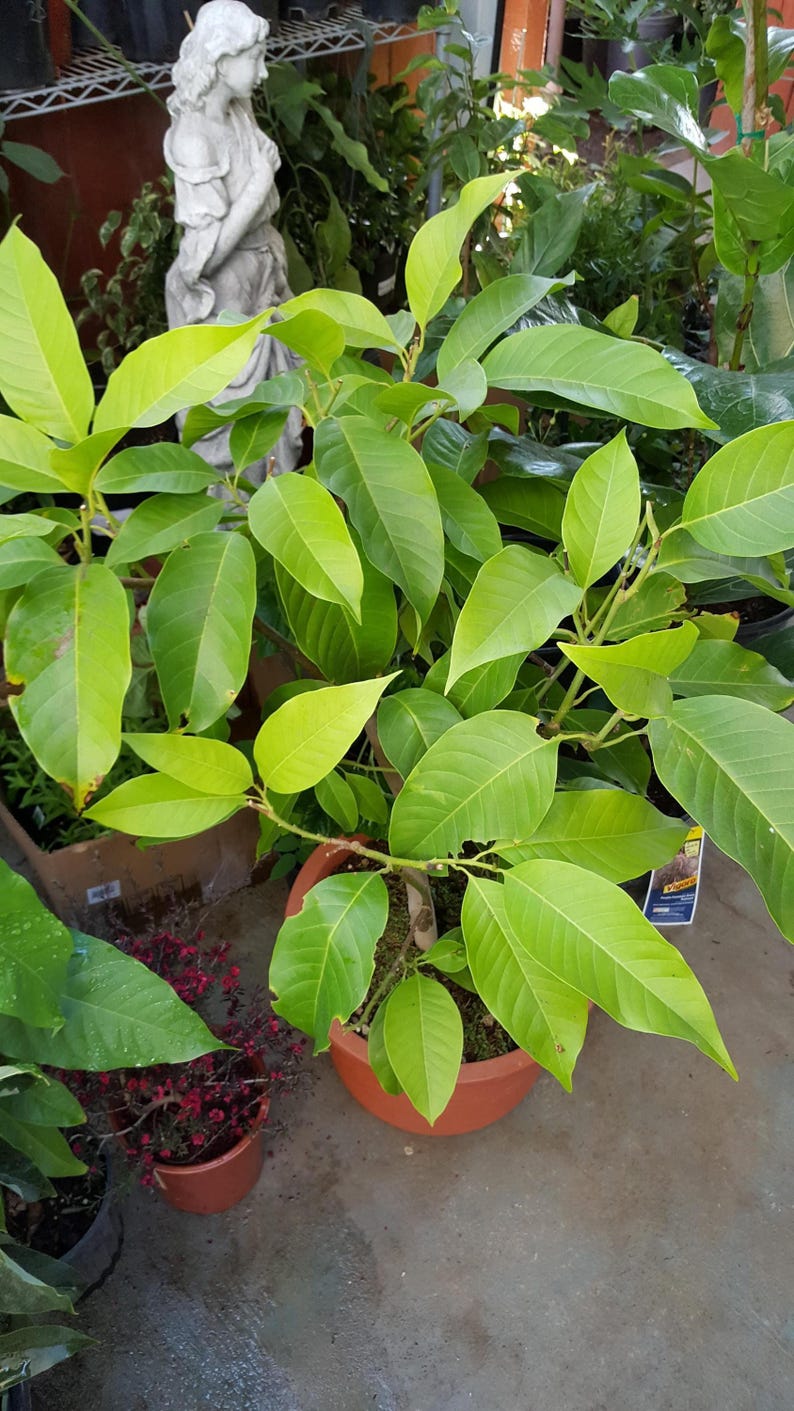 White Champaca Tree - 4 Feet Tall - Air Layered - Michelia Alba - Ship in 3 Gal Pot - Big Trunk - Fragrant Bloomer
