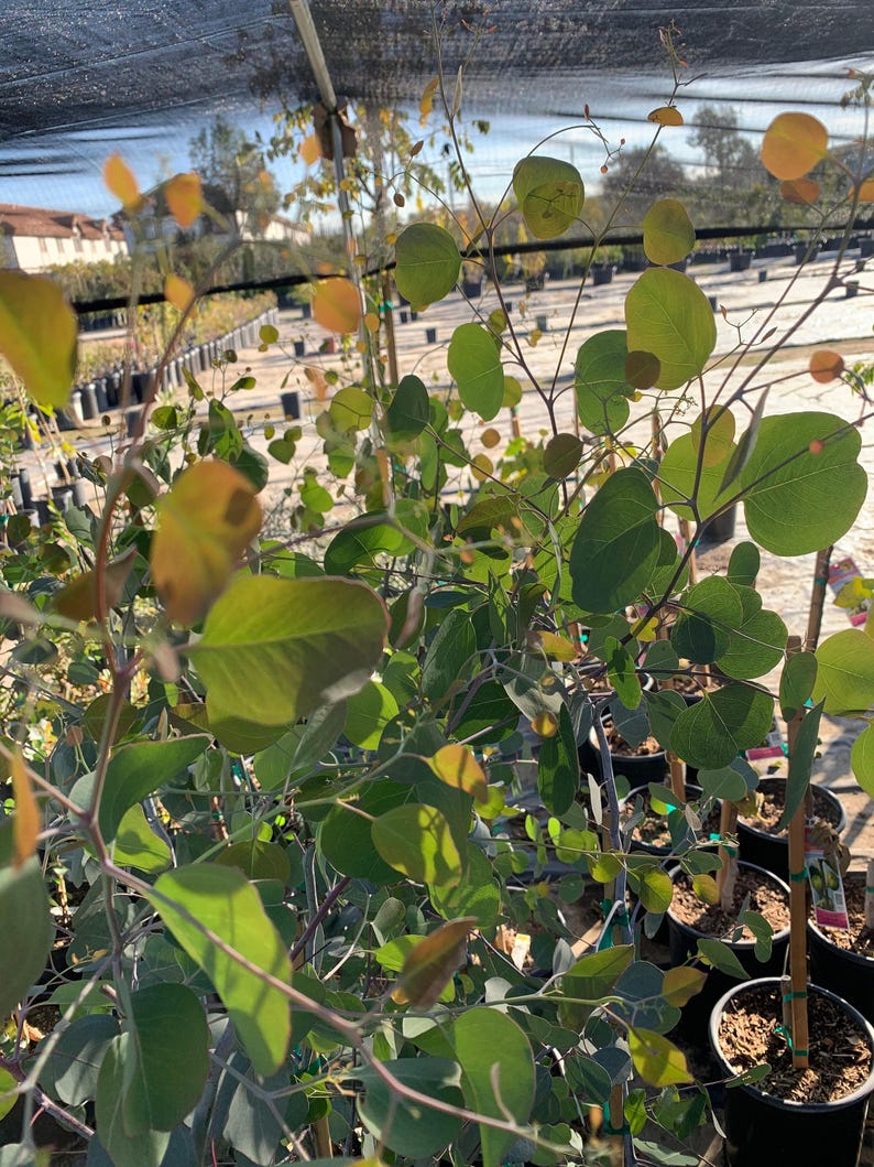 Eucalyptus polyanthemos 3 Gal Pot Evergreen Tree 3-4 Feet Fragrant Gray-Green Foliage White Blooms
