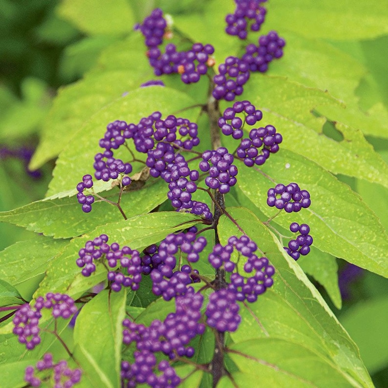 Early Amethyst Beautyberry Plants - 2 Pack - Callicarpa dichotoma - Compact Deciduous Shrub for Bees & Butterflies