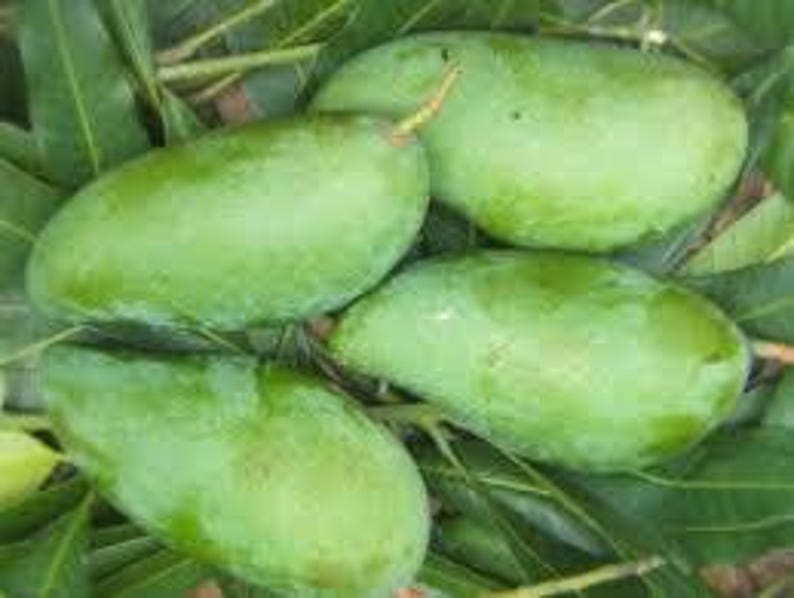MUN KUN SI Mango Tree - Grafted Plant in 6" Pot - 1ft Tall - Mangifera indica - Sweet Thai Variety