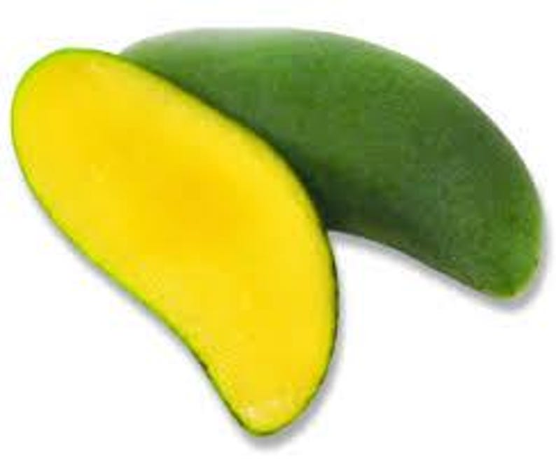 Grafted Keo Savoy Mango Tree - 1ft Tall in 6" Pot - Mangifera indica - Exotic Thai Mango with Sweet Crunchy Flavor