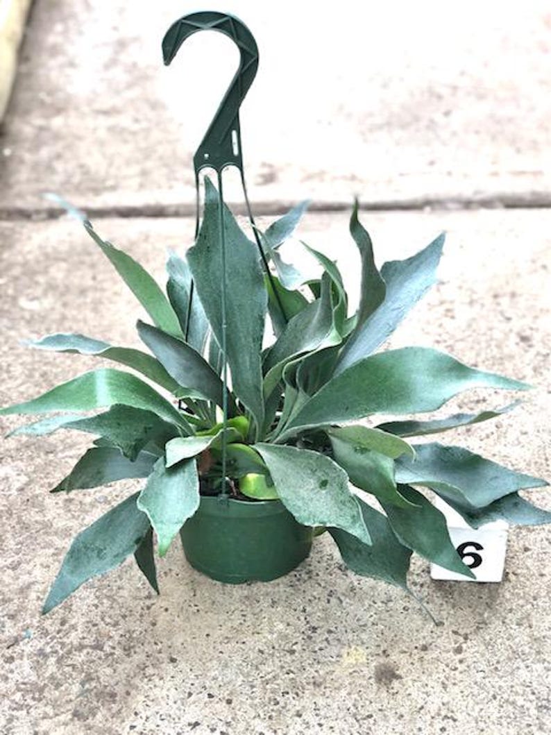 Staghorn Fern Plant - 6" Potted Live Plant - Platycerium - Indoor Houseplant