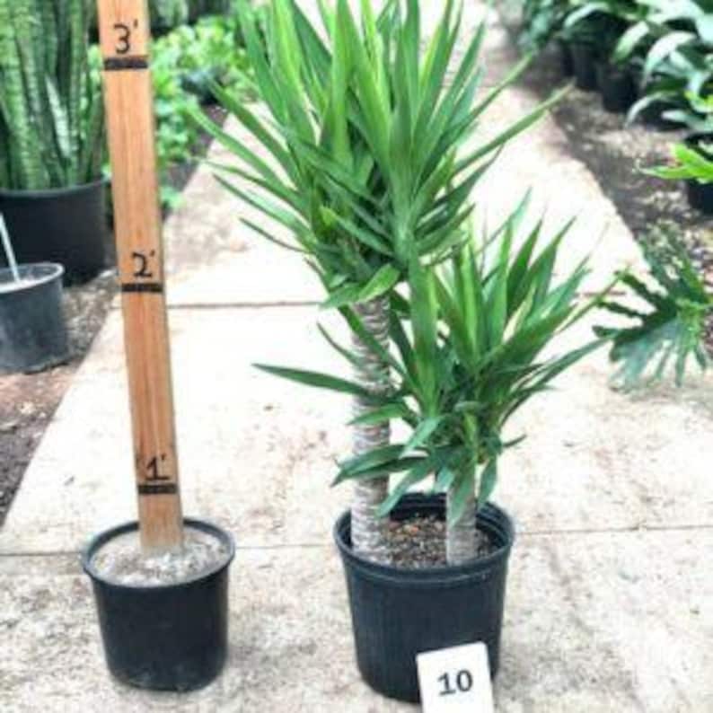 Yucca Plant 2-3 Feet Multiple Trunks in 3 Gal Pot - Yucca Elephantipes - Indoor/Outdoor Houseplant