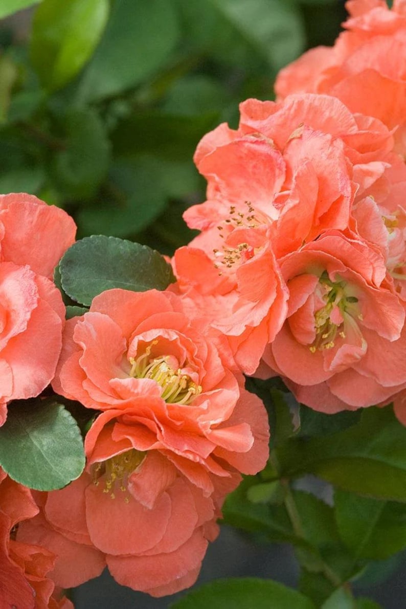 Double Take Peach Flowering Quince - 1 Feet - 3Gal Pot - Chaenomeles speciosa - Thornless, Heat Resistant, Spring Bloomer