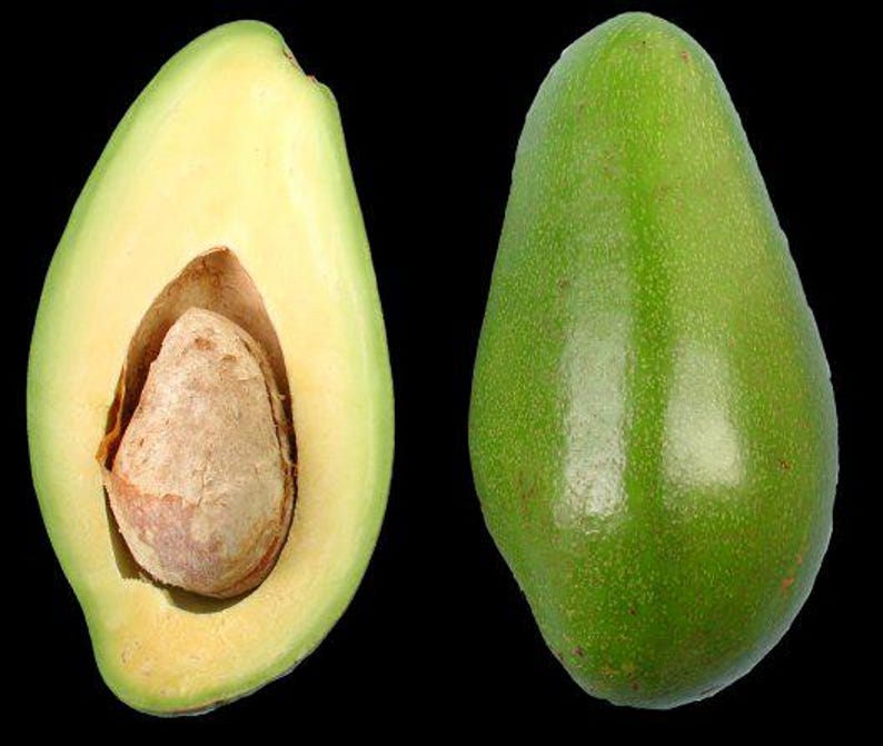 Doni Avocado Tree - 1ft Grafted Plant in 6" Pot - Persea americana - Florida's First Quality Avocado for Home Gardens