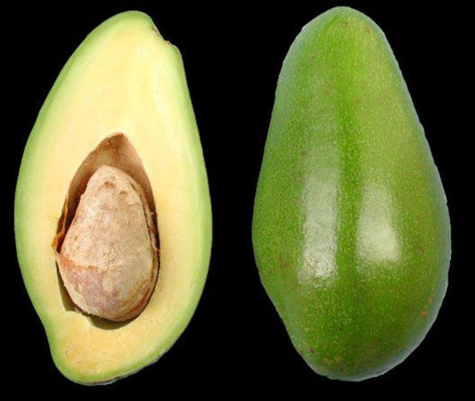 Grafted Avocado Tree - 2 Feet Tall - Doni Variety - Persea americana - Ships in 6" Pot