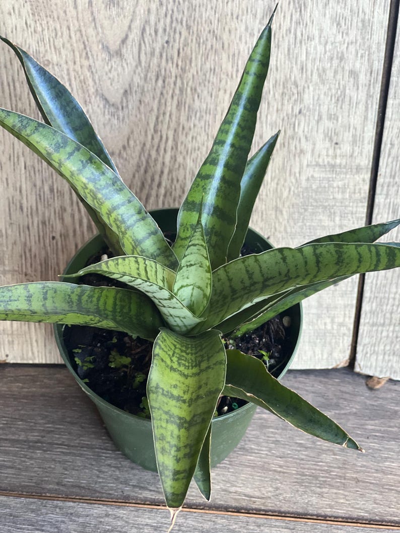 Sansevieria Gabriella Hybrid Plant in 4" Pot | Compact Snake Plant | Indoor Air Purifying | Sansevieria Hybrid