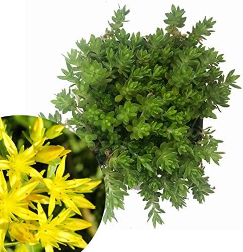 Organic Gold Moss Stonecrop Sedum Live Plant 2.5 Inch Pot (Sedum sarmentosum) - Drought-Tolerant Succulent for Indoor/Outdoor Use