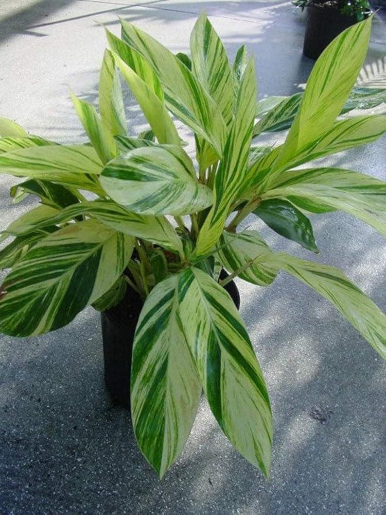 Variegated Shell Ginger Live Plant - Alpinia zerumbet 'Variegata' - Tropical Houseplant with Striking Foliage