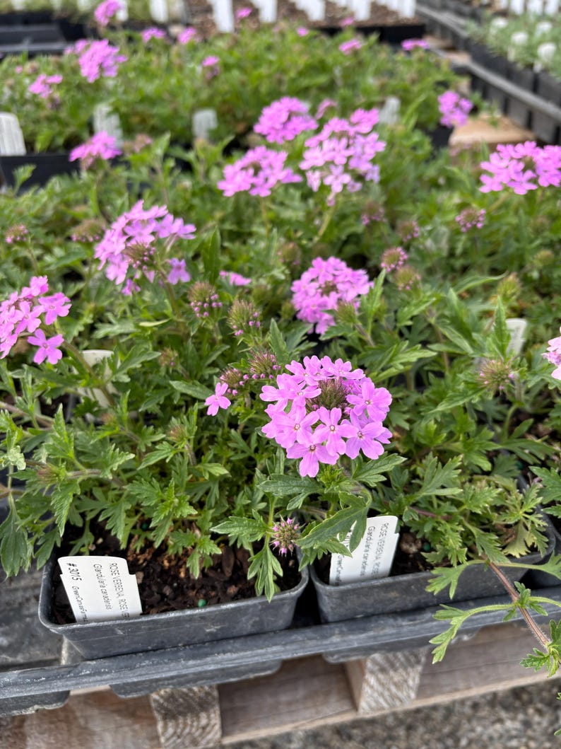 Rose Verbena Live Plant 4" Pot - Glandularia canadensis - Full Sun - North American Native - Ideal for Zones 5-9