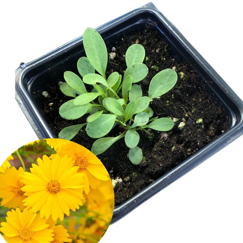 Lanceleaf Coreopsis Plant 2.5-inch Pot Coreopsis lanceolata North American Native Pollinator Perennial for Full Sun