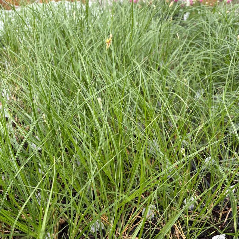 Bicknell's Sedge Live Plant 3.5" Pot - Copper-Shouldered Oval Sedge (Carex bicknellii) - Native Eastern North America