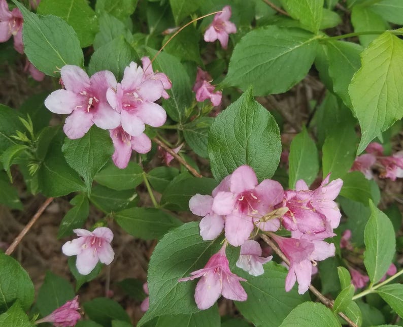 Pink Weigela Cuttings - 8" Bareroot Pink Weigela - Weigela florida