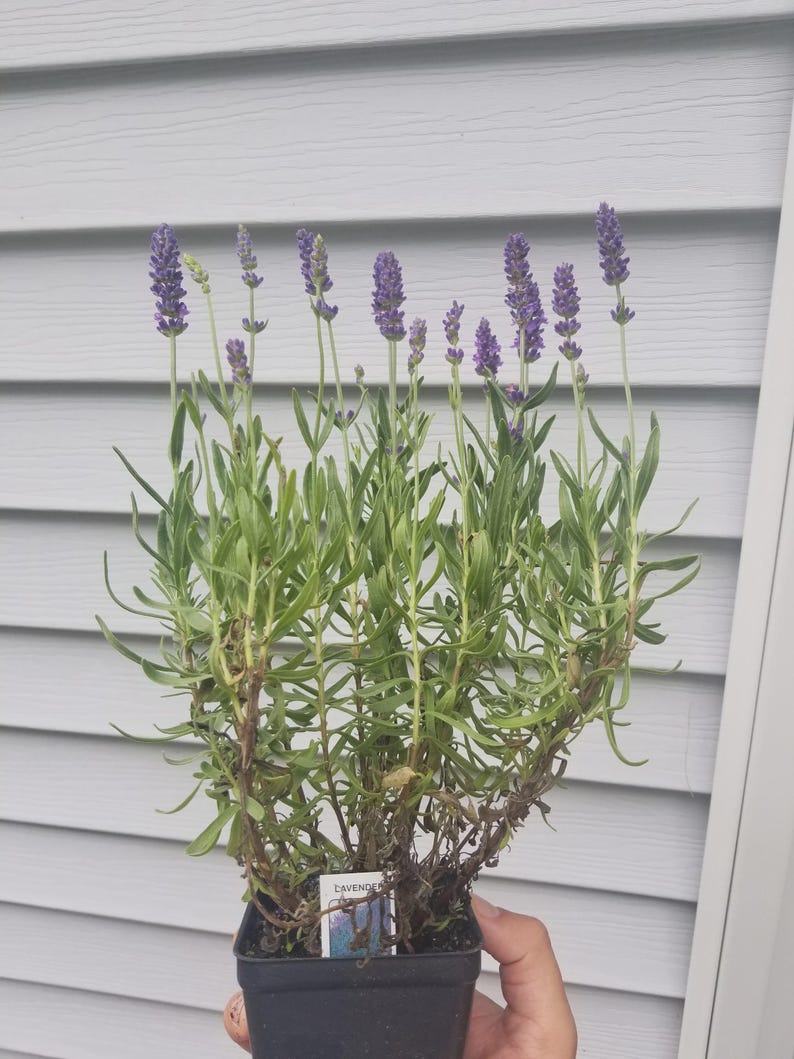 Lavender Plant - 4" Pot - English Lavender - Lavandula angustifolia