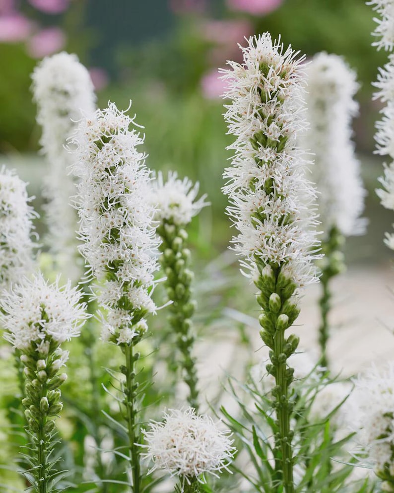 White Liatris Plants - 3 Bare Root Blazing Star - Liatris spicata - Perennial Flowering Plants