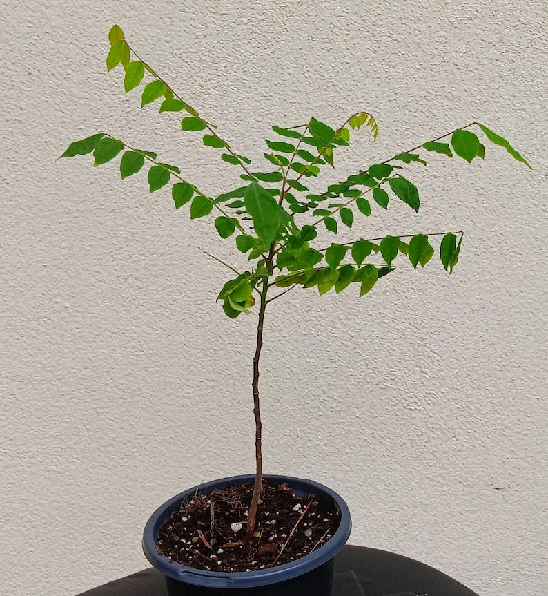 Star Fruit Tree Seedling - 7" Carambola Plant - Tropical Fruit Tree - AVerroes Carambola