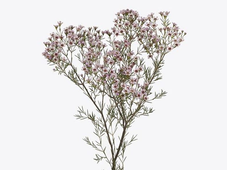 Waxflower Plant - 1 ft - Chamelaucium uncinatum 'Jupiter Solar' - Purple Light Violet Blooms for Garden & Floral Arrangements