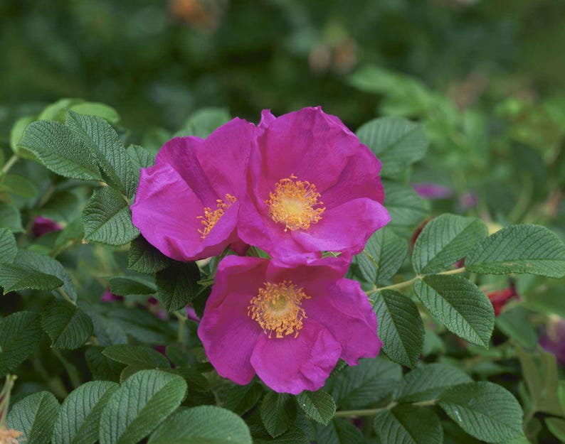 Rugosa Rose Starter Plant - Bareroot - Sharp Spines - Rosa rugosa