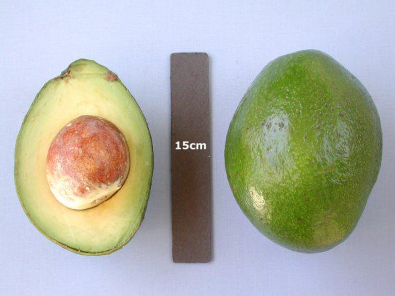 Monroe Avocado Tree - 1ft Grafted Plant in 6" Pot - Cold Hardy Variety - Persea americana