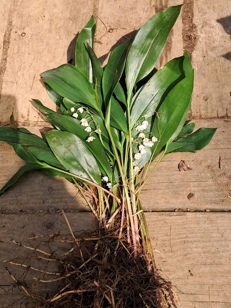 Lily of the Valley Bare Root Plants (25+) - Fragrant White Flowers - Convallaria majalis - May Birth Flower
