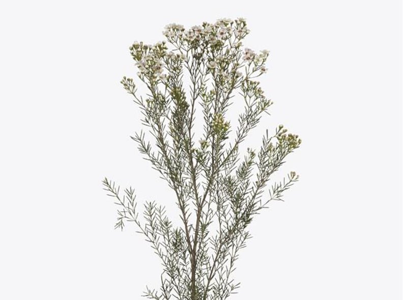 Waxflower Plant - 1ft Tall - Chamelaucium uncinatum 'Jupiter Moon' - Stunning White Flowers & Dark Green Needle-Shaped Leaves