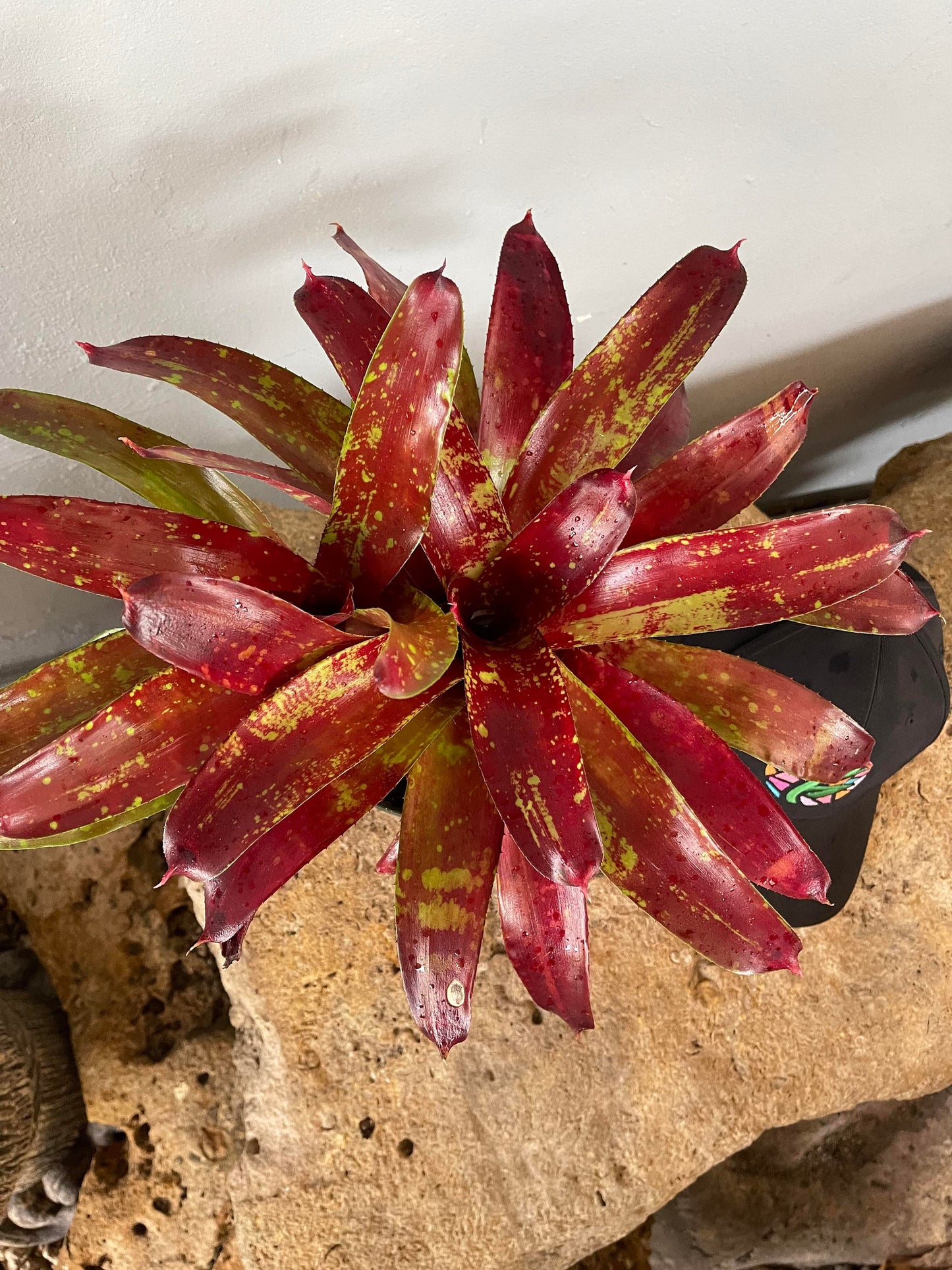 Bromeliad Neoregelia ‘Gazpacho’ Live Plant – Exotic Tropical Houseplant – Colorful Rosette Bromeliad – Bareroot Growing Starter