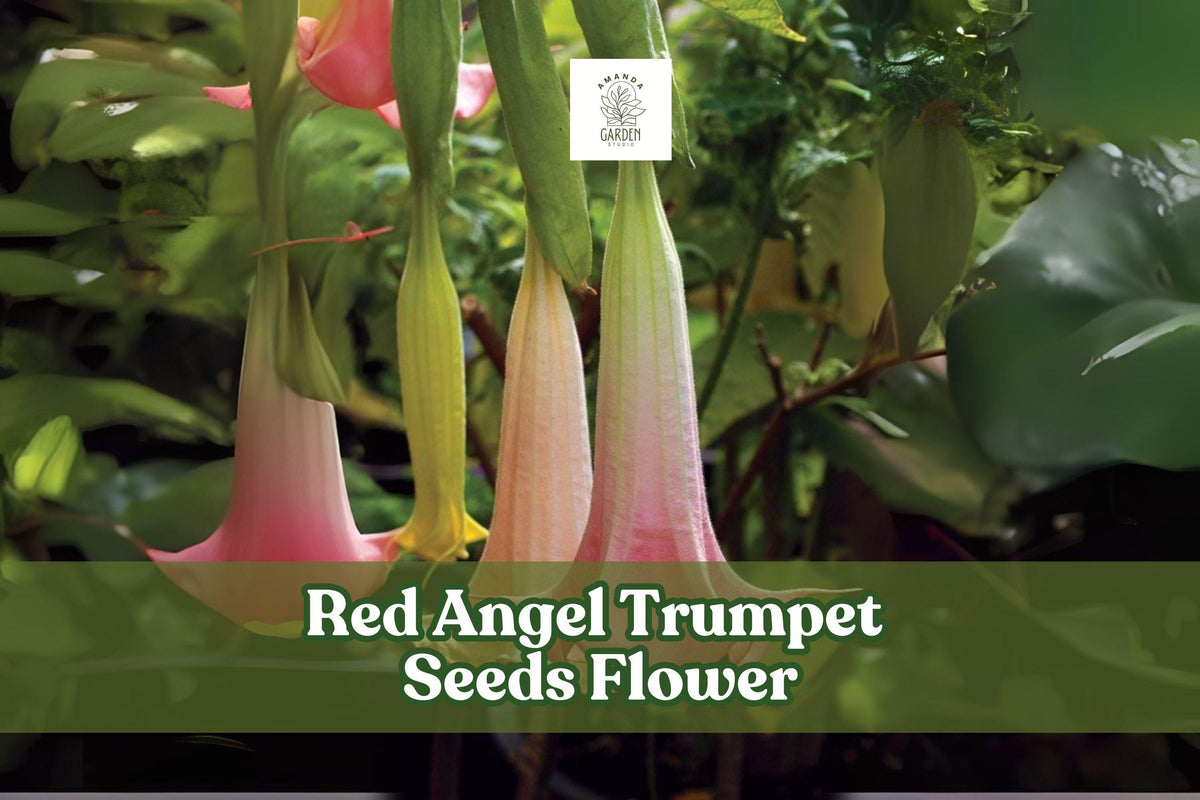 Red Angel Trumpet Seeds – Brugmansia spp. – Fragrant Large Red Flowers for Tropical Garden or Container Planting