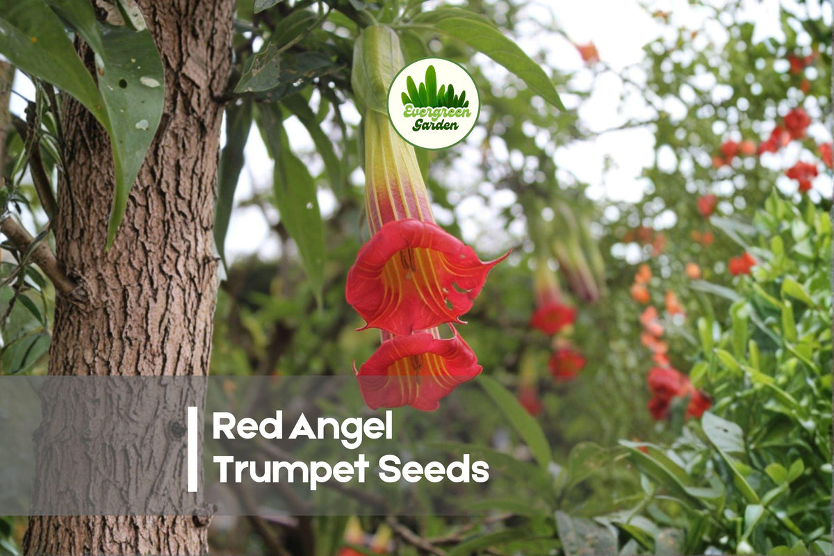 20 Red Angel Trumpet Seeds - Brugmansia Flowers for Ornamental Gardens & Containers, Tropical Shrub
