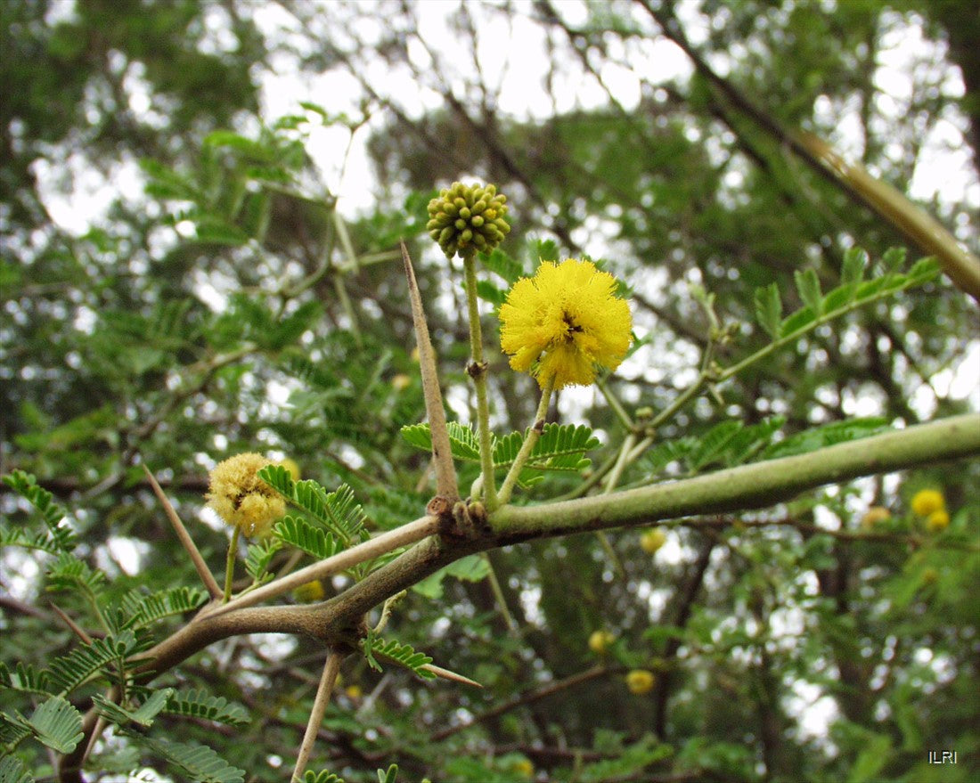 Acacia arabica Seeds – Vachellia nilotica, Babul Tree, Gum Arabic, Egyptian Thorn Acacia (5 Seeds)