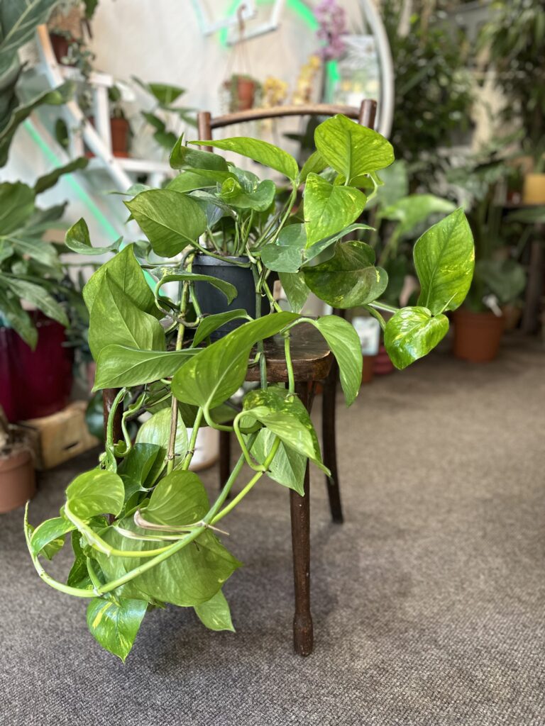 Golden Pothos Rooted Cutting – Live Easy-Care Houseplant | Epipremnum Aureum | Natural Indoor Décor Plant
