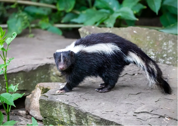 What Is the Best Skunk Repellent?