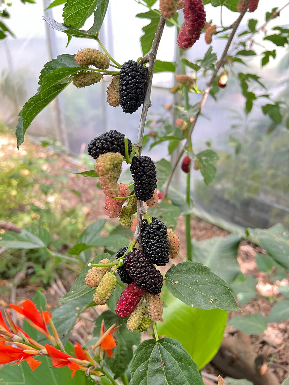 Black Mulberry Tree Cuttings (Morus nigra 'Shangri-La') – 10 Fresh Cuttings for Rooting, Grafting, or Propagation